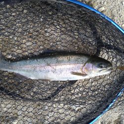 ミノーイングの威力を体感